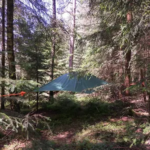 Baumzelt Im Wald Regen